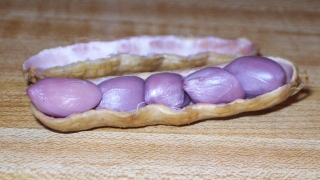Boiled Peanuts